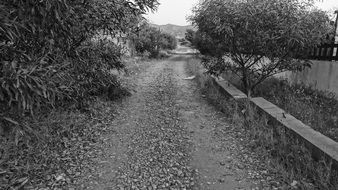 Black and white landscape with the path in summer
