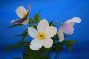bouquet of anemones on a blue background