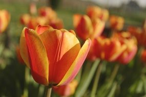 pleasant Tulips