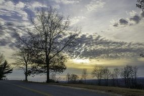 silhouette of the twilight wood