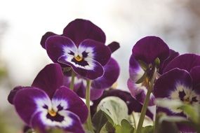 Violet, pansy flowers close up