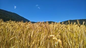 Nature Wheat Cereals