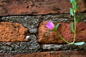 pink flower on brick wall