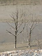 Dry Trees on marsh, france, guerlédan