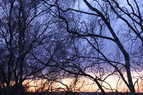 winter evening in the forest at sunset