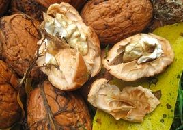 Fresh brown Walnuts Nut shells