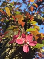 red Flowers on cherry Tree