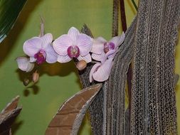 orchid in floral arrangement