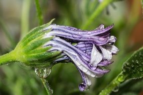 Macro Osteospermum Ecklonis purple bud