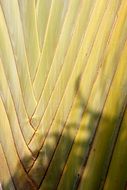 Closeup photo of palm tree branch in sunlight