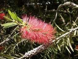 Callistemon, Blooming bush