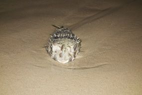 Picture of spiky Fish in ocean