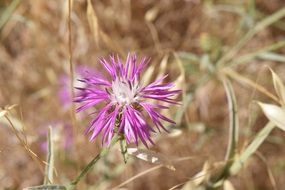 Thistle