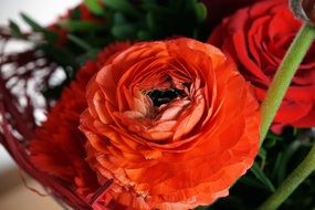 red ranunculus in the bouquet