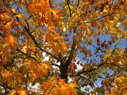 yellow autumn tree on a background of blue sky on a sunny day