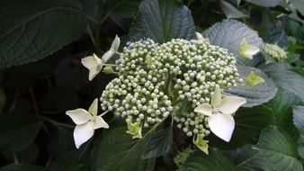 hydrangea like a flower