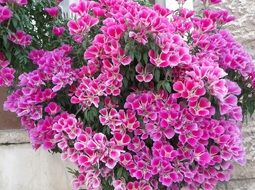 ornamental pink flowers close-up