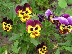 stunningly beautiful Pansies
