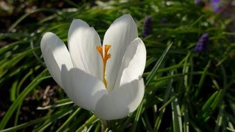 white crocus among green grass closeup