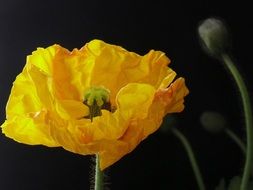 yellow poppy blossom on a black background