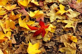 colorful autumn foliage in the forest
