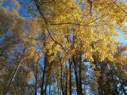 landscape of yellow trees in autumn