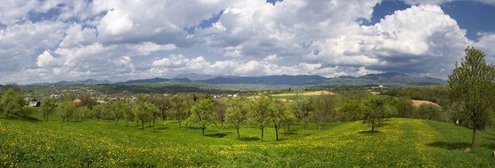 Panorama view of field in summertime