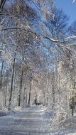Beautiful landscape of the winter forest covered in snow