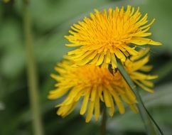 yellow dandelions close-up on a blurred background