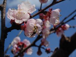 spring flowers on a tree branch