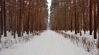 alley in pine Forest at Snowy Winter, nobody