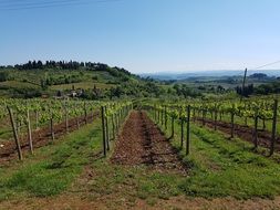 Wine Vines Chianti