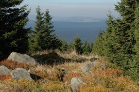 green coniferous forest on the mountain