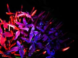 bouquet of purple flowers in the dark