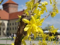 Forsythia yellow in the garden of the Polish castle