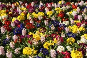 flowers of different colors in the meadow