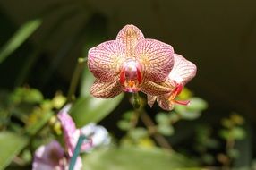 orchid flowers on blurred background