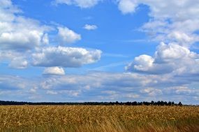 cereal field under the sky with clouds