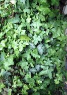 common ivy hedge plant