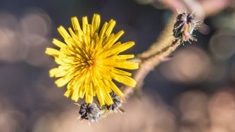macro shot of a yellow flower