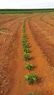 smooth rows of coffee bushes
