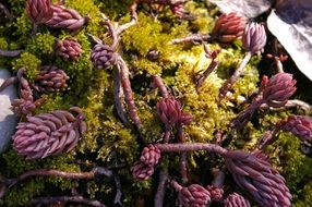 Moss Stone