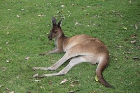 kangaroo on green grass in western australia
