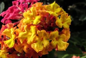 Beautiful blossoming lantana flowers