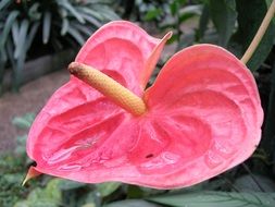 pink flower with an oblong core