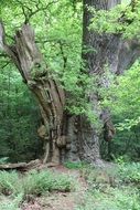 Big oak tree in the forest