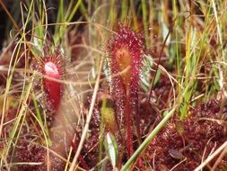 Swamp Carnivorous Plants