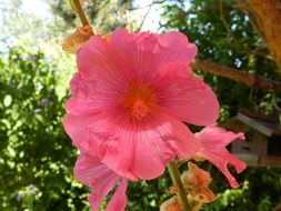 Close-up of the beautiful long pink flower and other flowers among the leaves in a summer garden