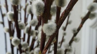 pussy-willows in spring