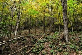 autumn landscape in a dense forest